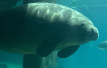 Manatee Sightseeing and Wildlife Adventures1