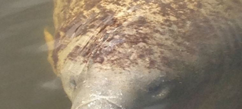 Manatee Sightseeing & Wildlife Boat Tour