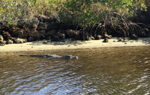 Manatee Sightseeing and Wildlife Adventures4