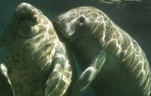 Manatee Sightseeing and Wildlife Adventures5