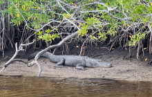 Manatee Sightseeing and Wildlife Adventures2