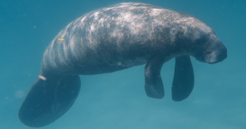 Manatee Sightseeing & Wildlife Boat Tour Parties of 7 or more