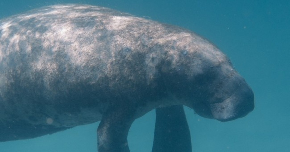 Manatee Sightseeing & Wildlife Boat Tour Parties of 7 or more (Private)