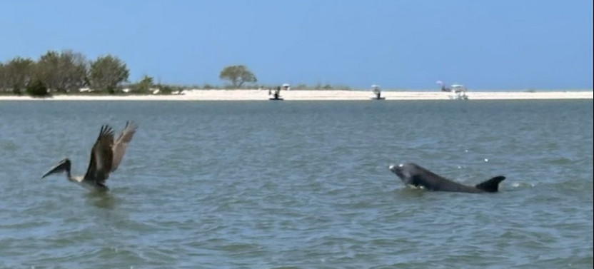 Manatee, Dolphin and 10,000 Islands Beach Eco-Tour