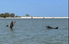 Manatee Sightseeing and Wildlife Adventures4