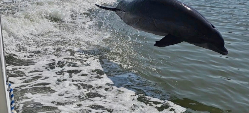 Manatee, Dolphin and 10,000 Islands Beach Eco-Tour