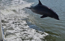 Manatee Sightseeing and Wildlife Adventures3