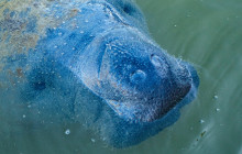 Manatee Sightseeing and Wildlife Adventures5