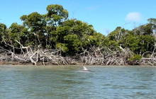 Manatee Sightseeing and Wildlife Adventures6