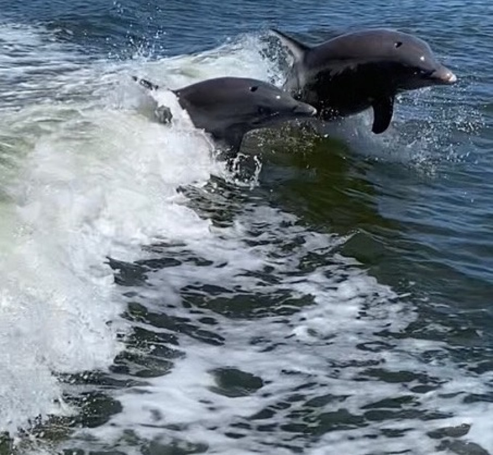 Manatee, Dolphin and 10,000 Islands Beach Eco-Tour