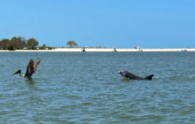 Manatee Sightseeing and Wildlife Adventures2