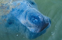 Manatee Sightseeing and Wildlife Adventures6