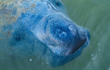 Manatee Sightseeing and Wildlife Adventures4