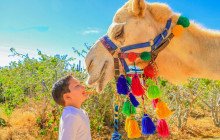 Cabo Adventures7