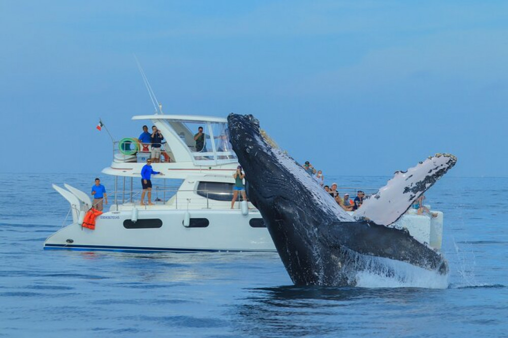 Small Group Luxury Whale Watching in Catamaran