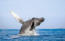 Cabo Adventures4