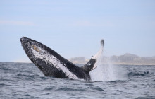 Cabo Adventures7