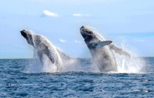 Cabo Adventures9