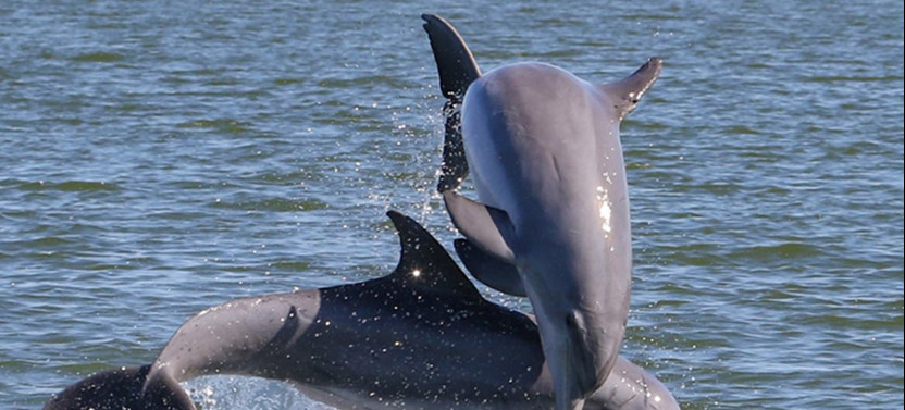 Dolphin Sightseeing Tour in Melbourne on “This Island” Tiki Boat