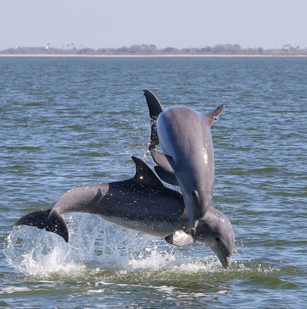 Private Dolphin Sightseeing Tour in Melbourne on “This Island” Tiki Boat