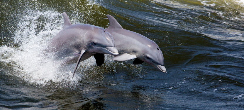 Dolphin Sightseeing Tour in Cocoa Beach on Tiki Boat