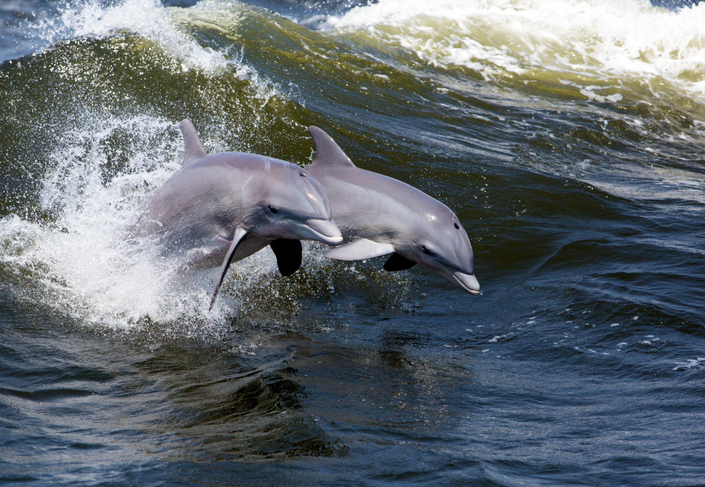 Dolphin Sightseeing Tour in Cocoa Beach on Tiki Boat