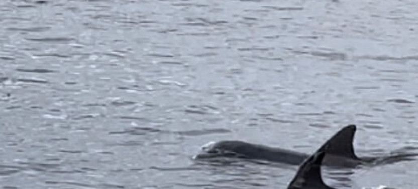 Dolphin Sightseeing Tour in Cocoa Beach on Tiki Boat