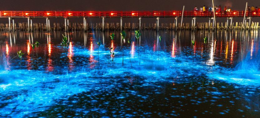Sunset and Bioluminescence Tour in Cocoa Beach