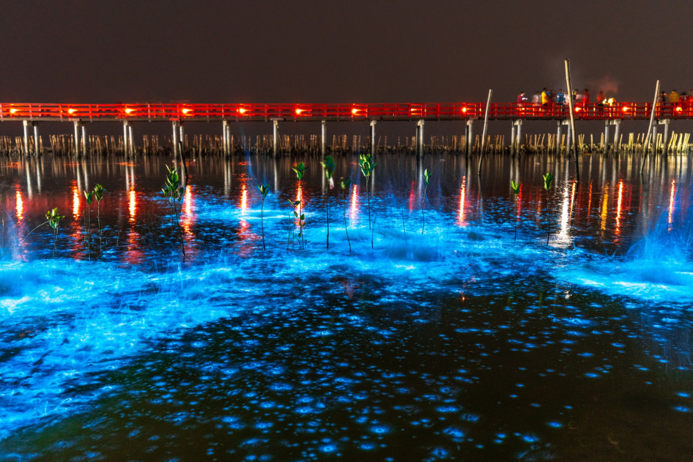 Sunset and Bioluminescence Tour in Cocoa Beach