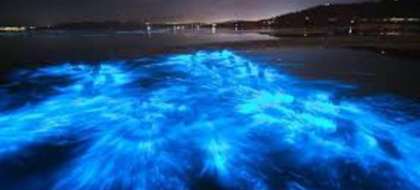 Sunset and Bioluminescence Tour in Cocoa Beach