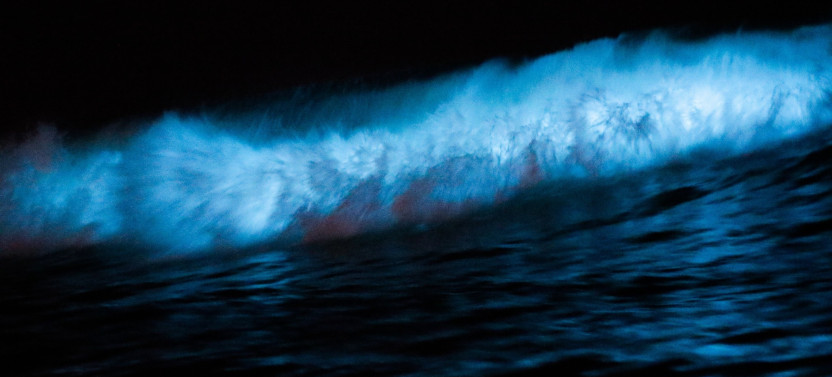 Private Sunset and Bioluminescence Tour in Cocoa Beach