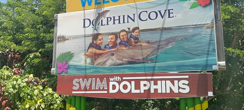 Private Transportation To/from Dolphin Cove In Montego Bay