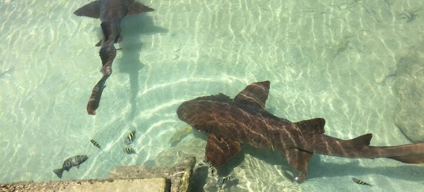 Private Transportation To/from Dolphin Cove In Montego Bay