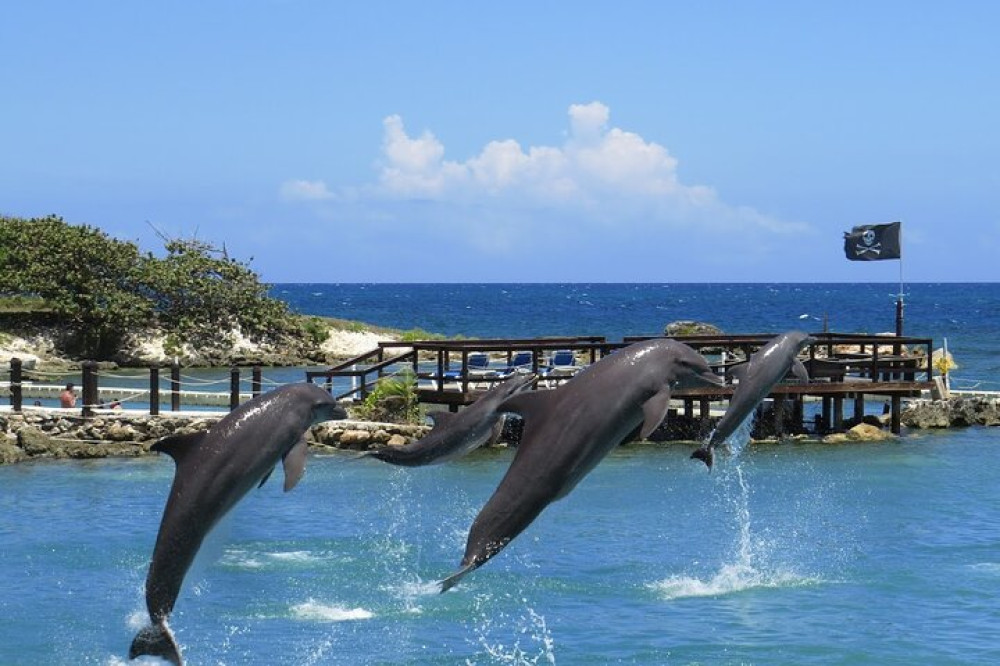 Private Transportation To/from Dolphin Cove In Montego Bay