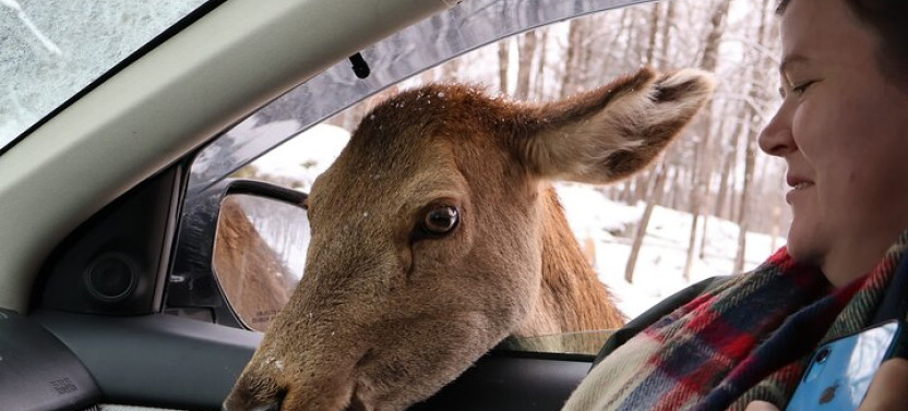 Omega Park: Canadian Wildlife Safari Adventure