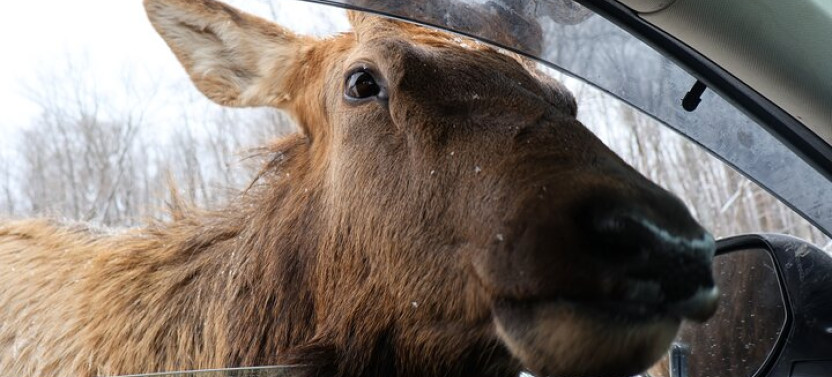 Omega Park: Canadian Wildlife Safari Adventure