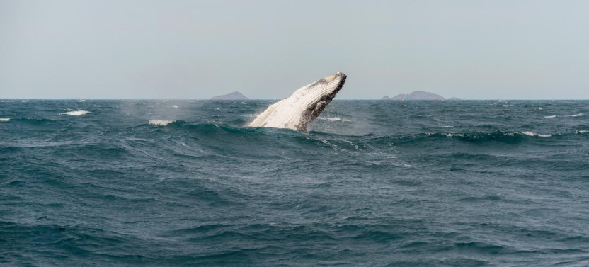 Wilsons Promontory Cruises - 2 PM