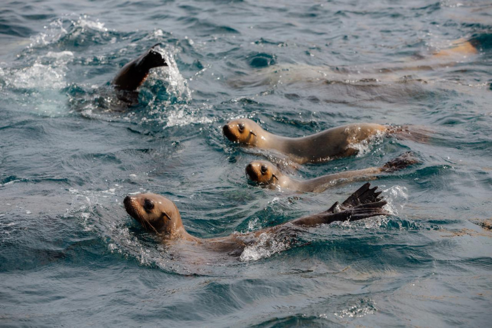 Wilsons Promontory Cruises - 2 PM