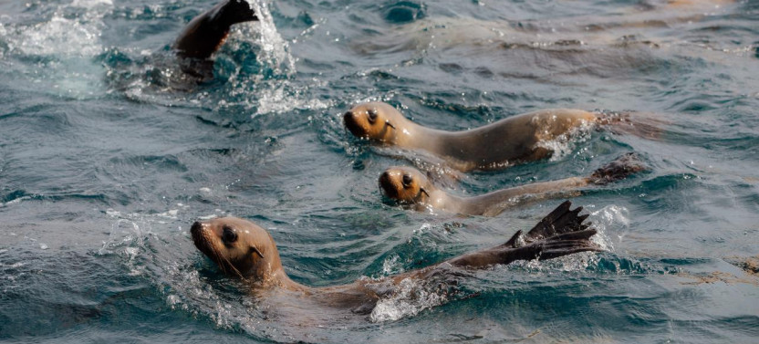 Wilsons Promontory Cruises - 11 AM