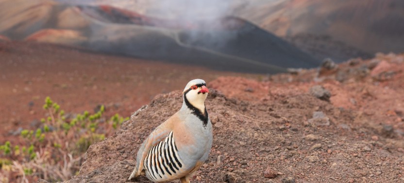 Private Haleakala Summit & Stroll