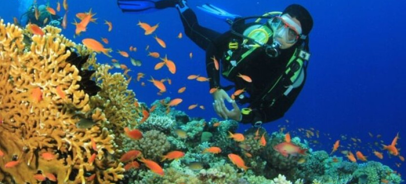Snorkeling And Diving To Ras Mohamed And White Island By VIP Boat