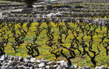 Booker Travel Agency18