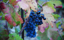 Booker Travel Agency20