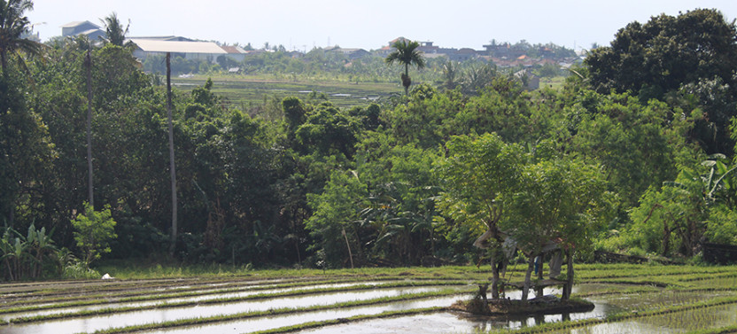 Authentic Javanese Cooking in Tumbak Bayuh, North Canggu