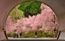 Beauty of Japan1