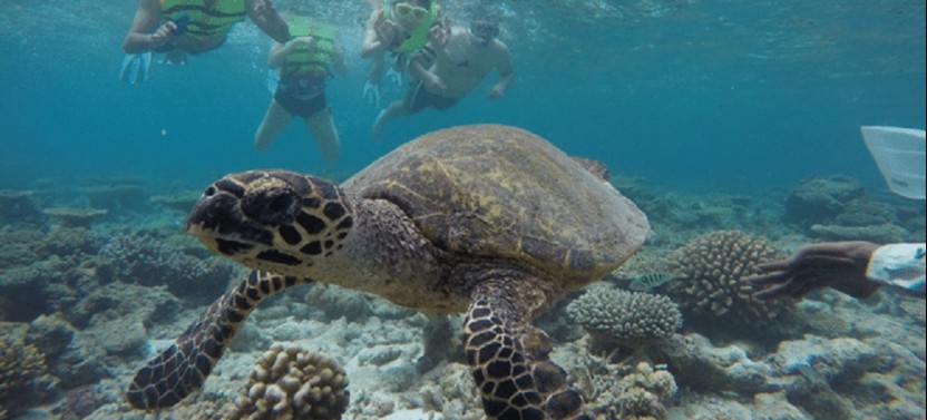 Shore Excursion: Snorkeling, Sandbank, and Sunset Cruise