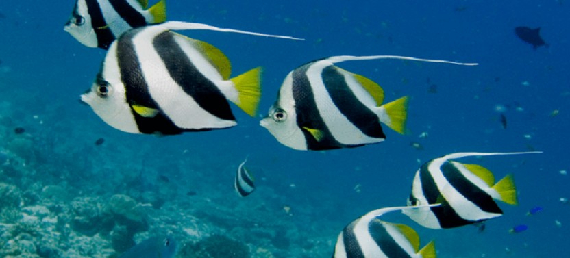 Maldives Marine Life Break - 4D/3N