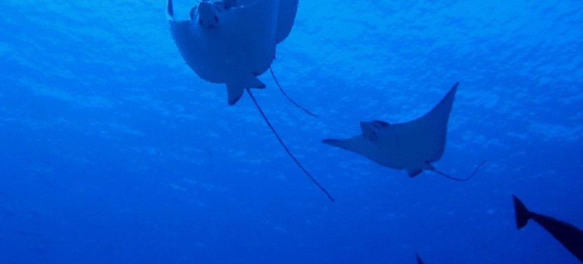 Maldives Marine Life Break - 4D/3N