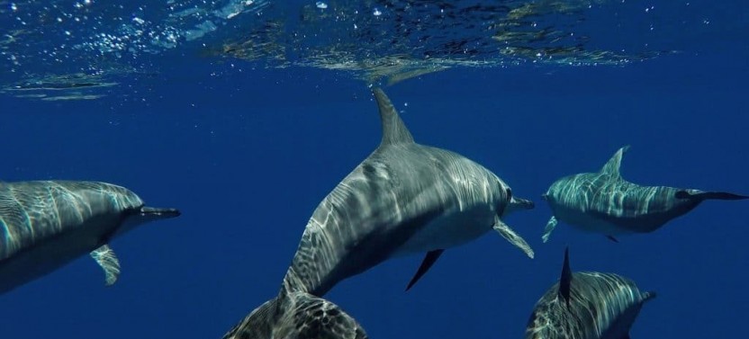 Maldives Marine Life Break - 4D/3N