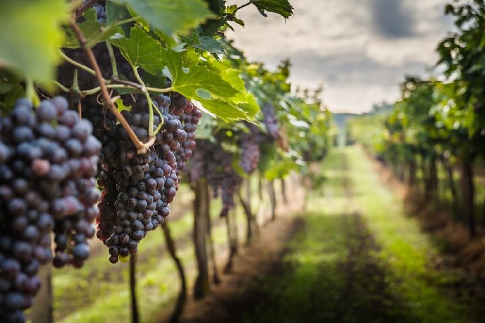 Private Chianti Wine Tasting From Florence